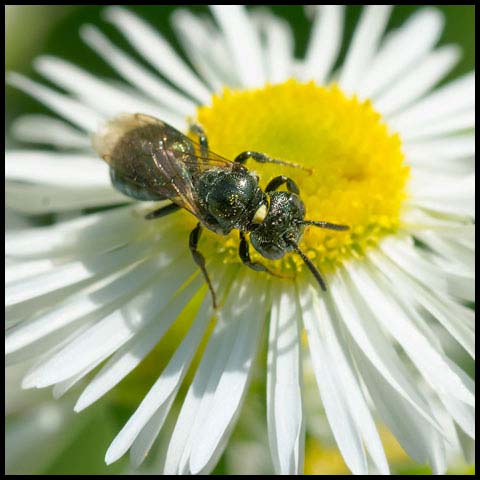 Small Carpenter Bee