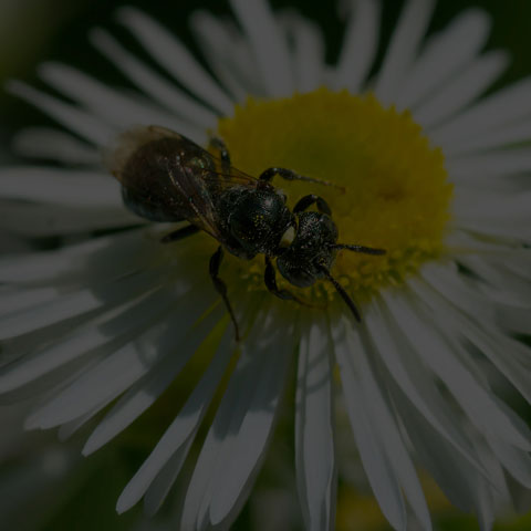Small Carpenter Bee