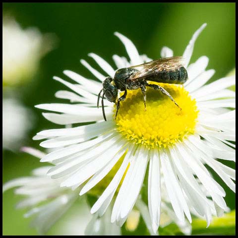 Small Carpenter Bee