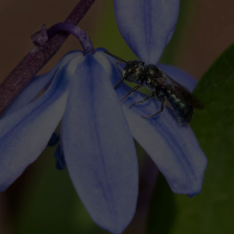 Spurred Ceratina