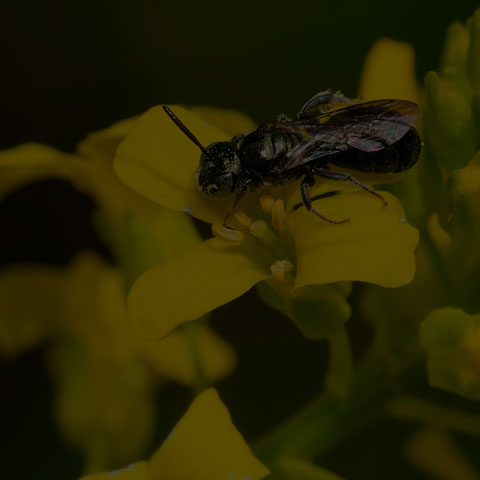 Spurred Ceratina