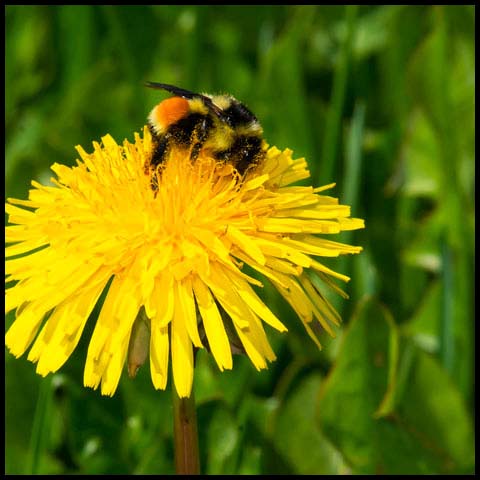 Tricoulored Bumble Bee
