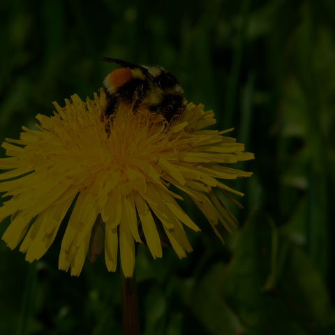 Tricoulored Bumble Bee