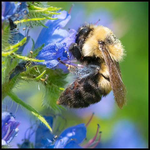 Two-spotted Bumble Bee