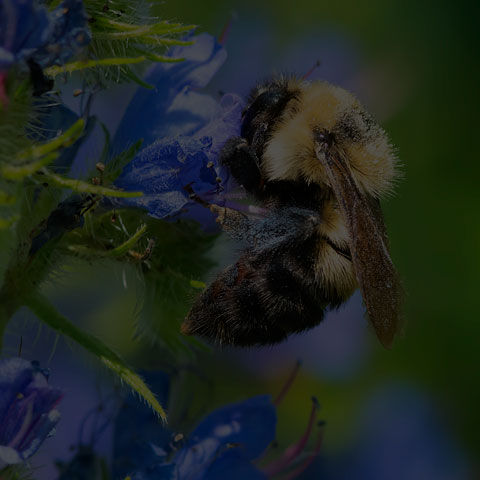 Two-spotted Bumble Bee