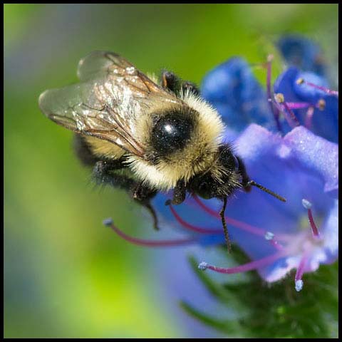 Two-spotted Bumble Bee