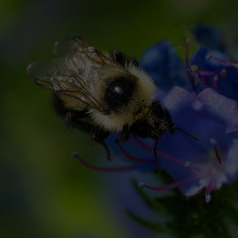 Two-spotted Bumble Bee