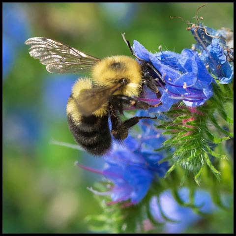 Two-spotted Bumble Bee