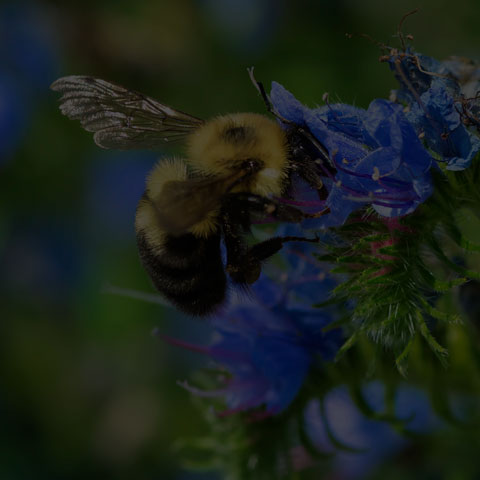 Two-spotted Bumble Bee