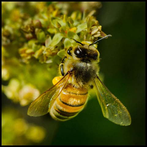 Western Honey Bee