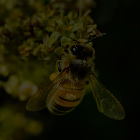 Western Honey Bee