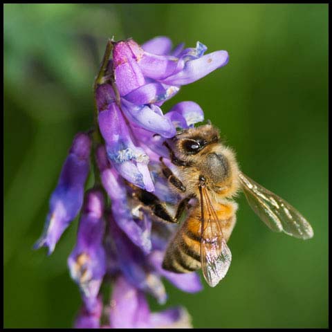 Western Honey Bee