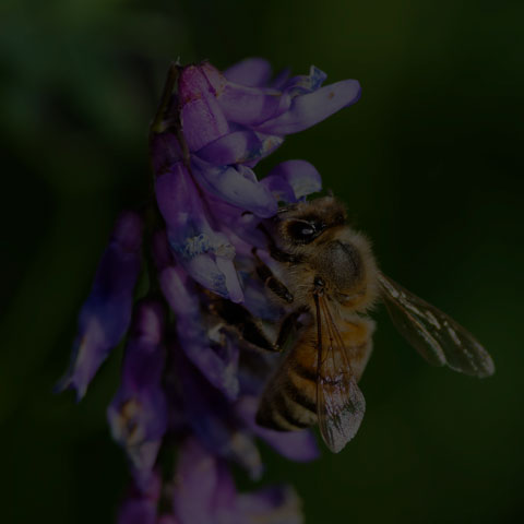Western Honey Bee