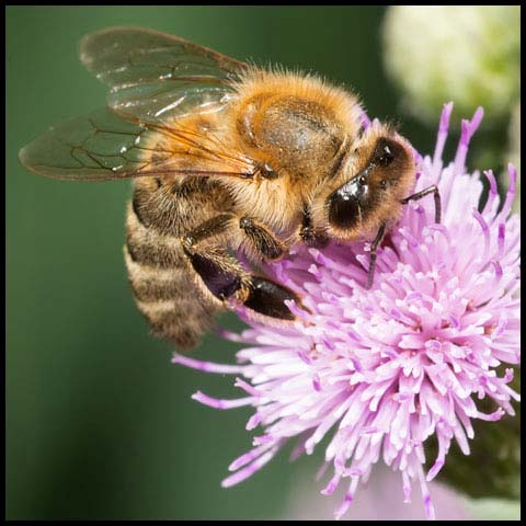Western Honey Bee