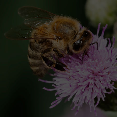 Western Honey Bee