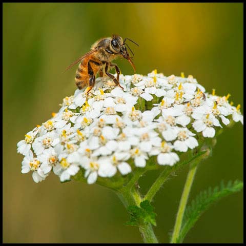 Western Honey Bee