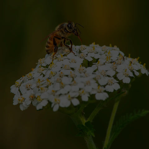Western Honey Bee