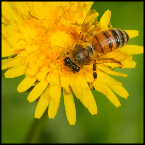 Western Honey Bee