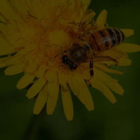 Western Honey Bee