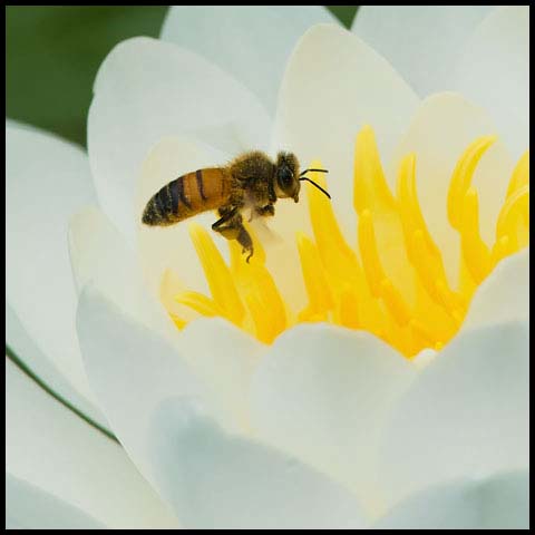 Western Honey Bee
