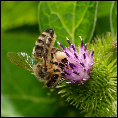 Western Honey Bee