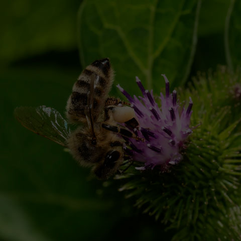 Western Honey Bee