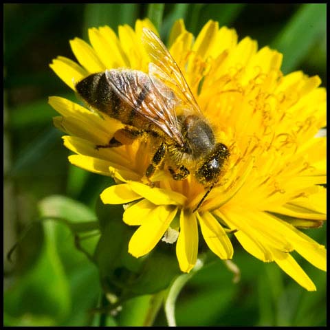 Western Honey Bee