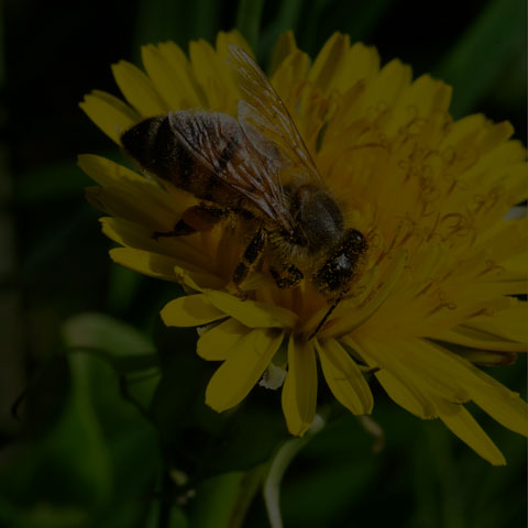 Western Honey Bee