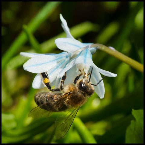 Western Honey Bee