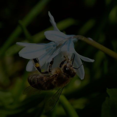 Western Honey Bee