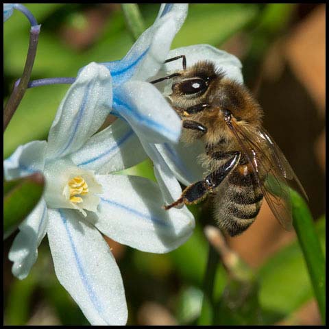 Western Honey Bee