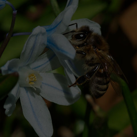 Western Honey Bee