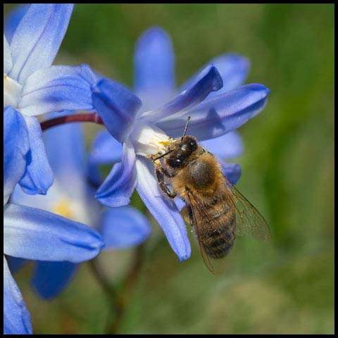 Western Honey Bee