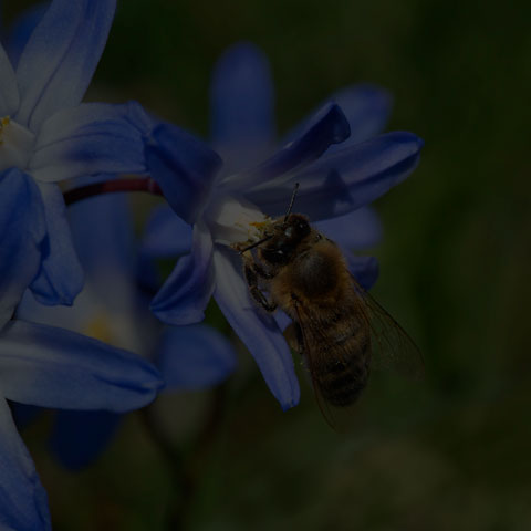 Western Honey Bee