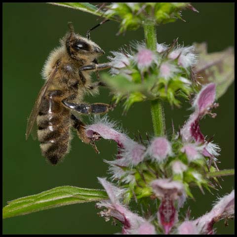 Western Honey Bee