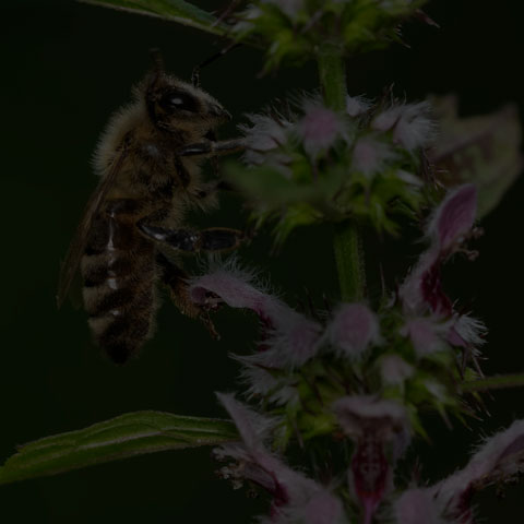 Western Honey Bee