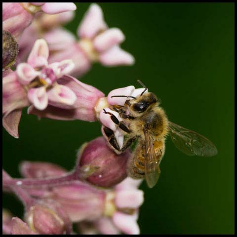 Western Honey Bee