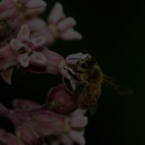 Western Honey Bee