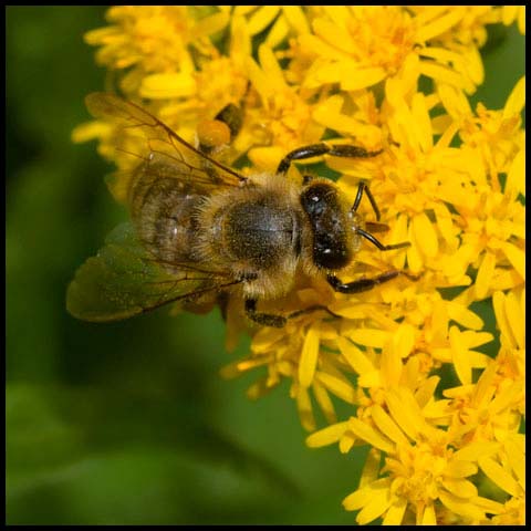 Western Honey Bee