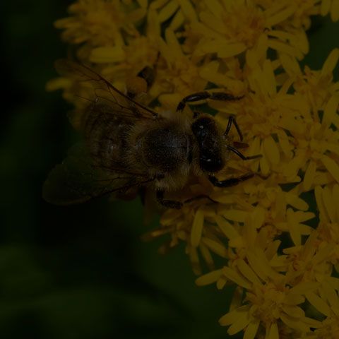 Western Honey Bee
