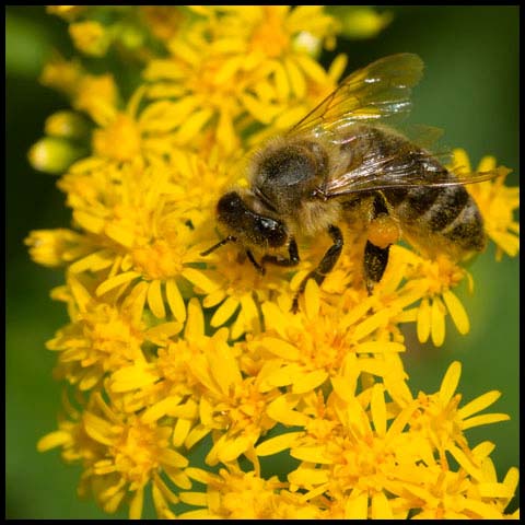 Western Honey Bee