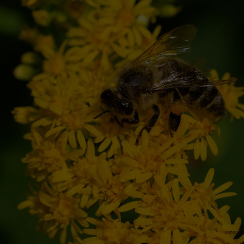 Western Honey Bee
