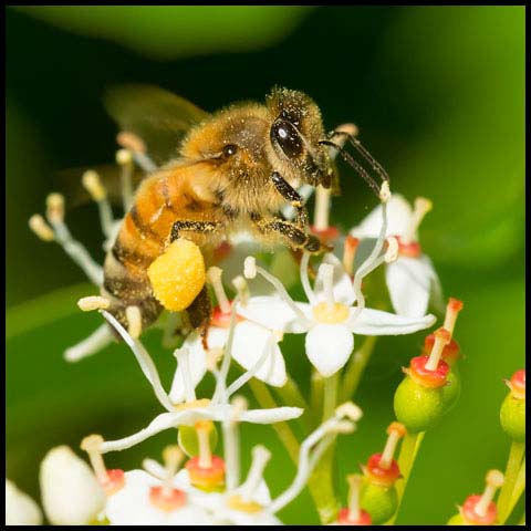 Western Honey Bee