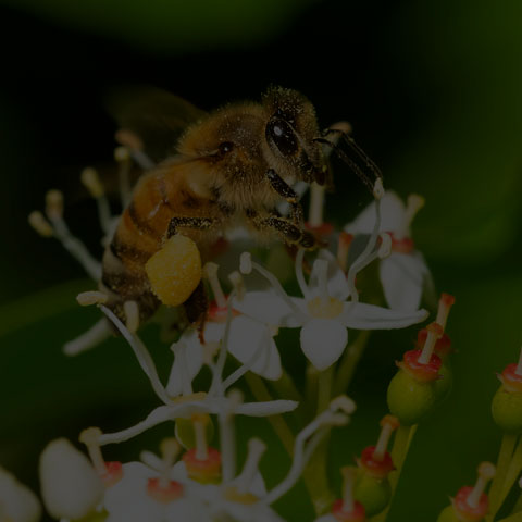 Western Honey Bee