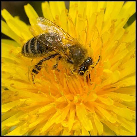 Western Honey Bee