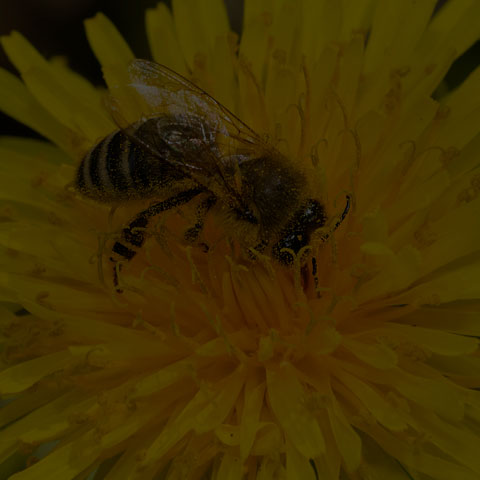 Western Honey Bee