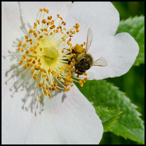 Western Honey Bee