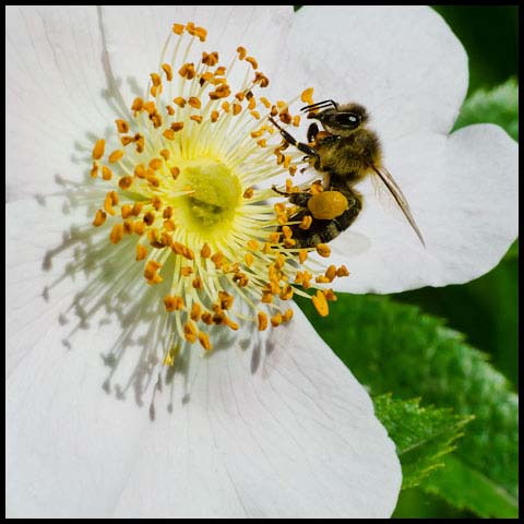 Western Honey Bee