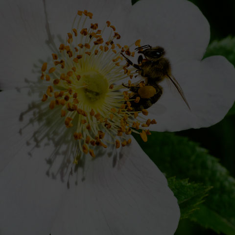 Western Honey Bee