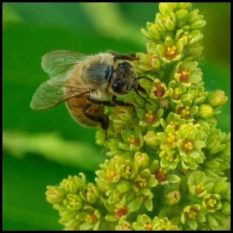 Western Honey Bee